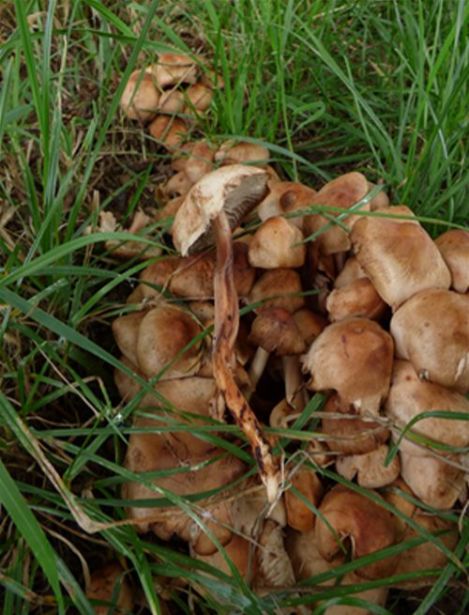 Showing the stipe colourations and general shape for taller cap growing in larger groups.